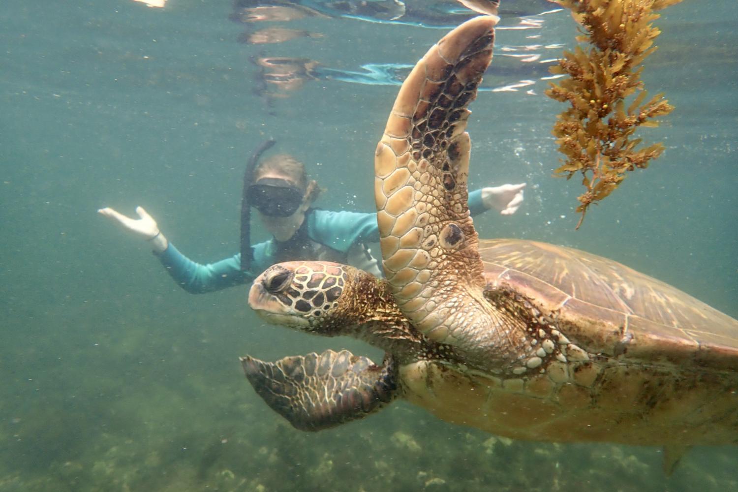一名<a href='http://bz5i.4dian8.com'>全球十大赌钱排行app</a>学生在Galápagos群岛游学途中与一只巨龟游泳.